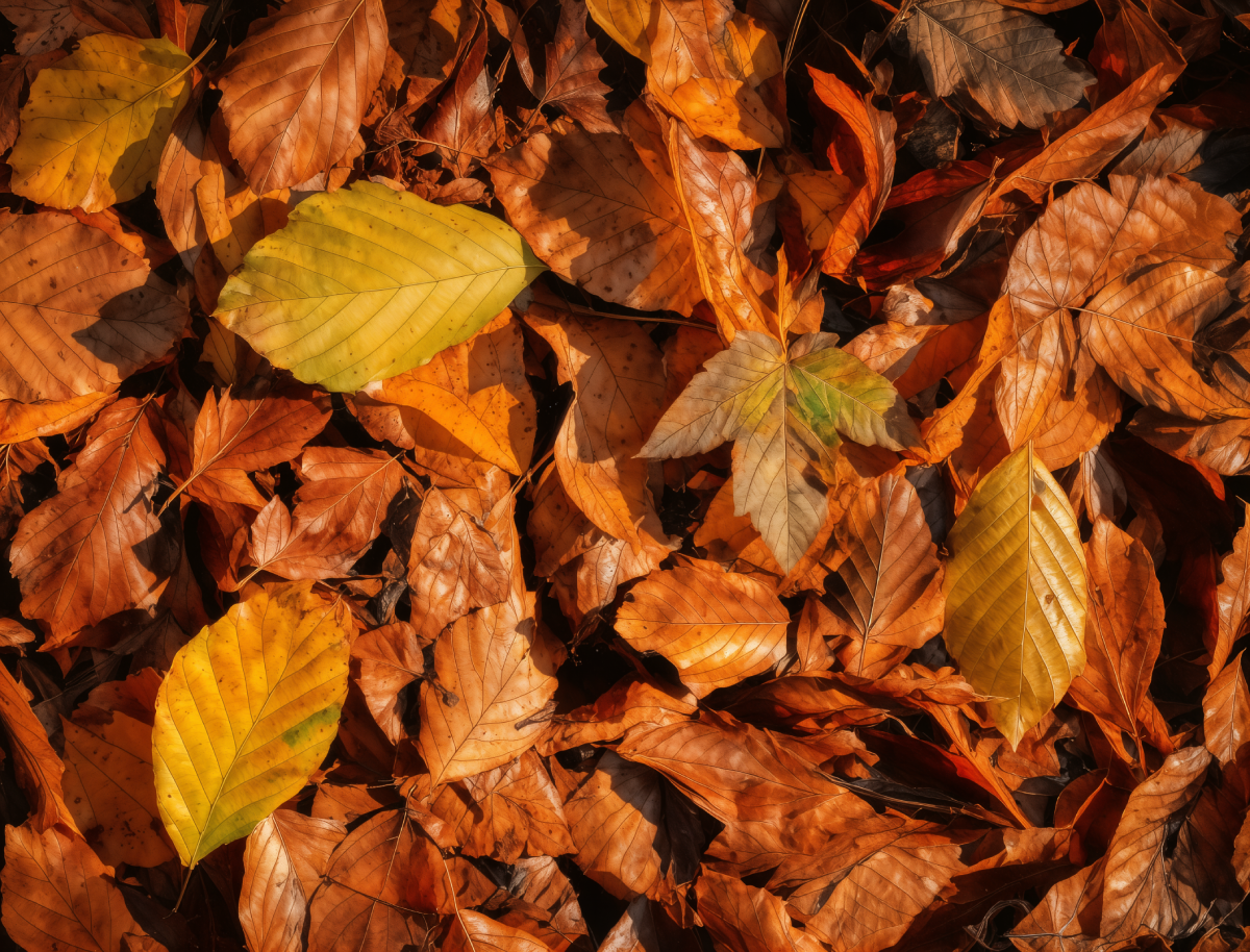 Ultra Upscale 8X - after