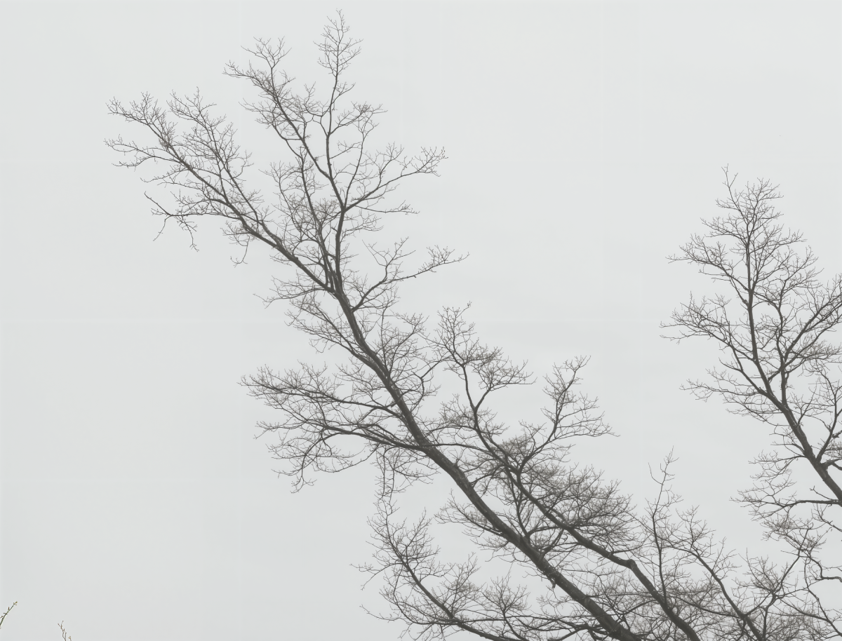 Fine branch detail held against a flat sky by Ultra Upscale 8X - after