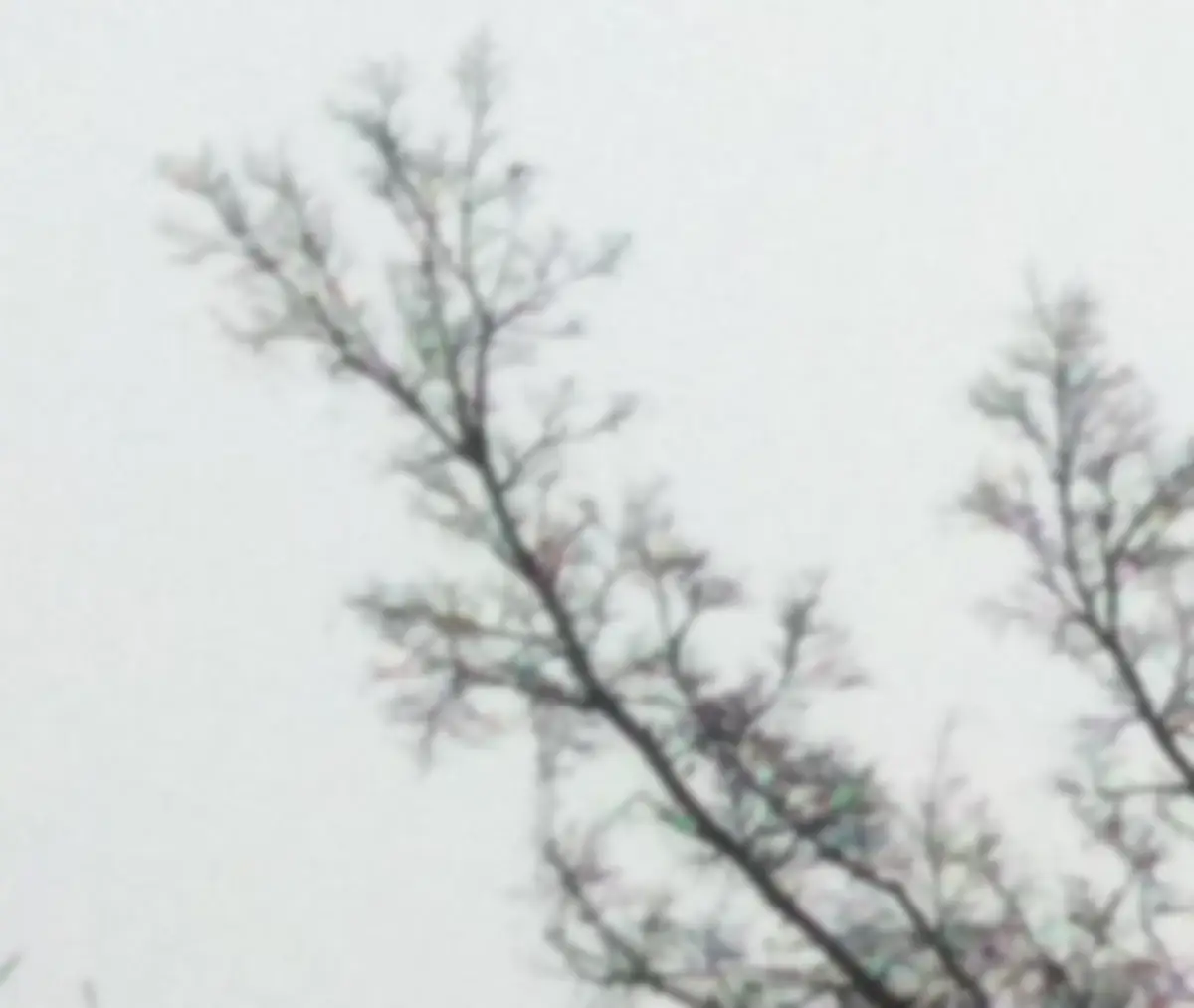 Fine branch detail held against a flat sky by Ultra Upscale 8X - before